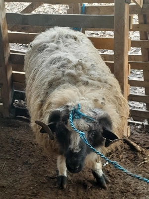 Vand sau schimb berbece  - imagine 3