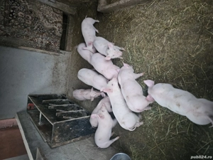 vand purcei 8 saptamani  - imagine 2