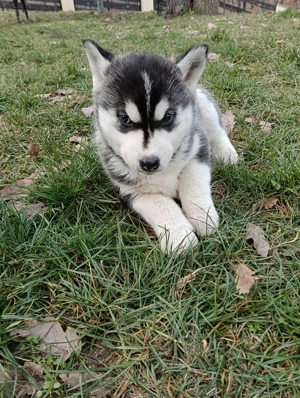 Vând pui husky  - imagine 3