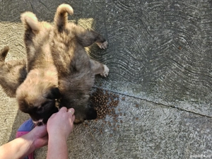 Vand ciobanesti asia centrala - imagine 3