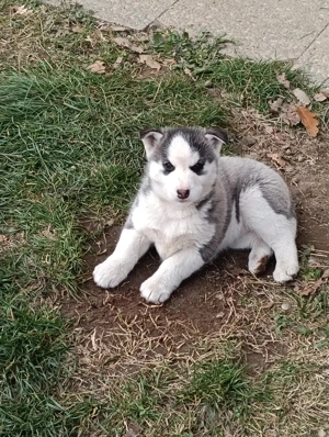 Vând pui husky  - imagine 4