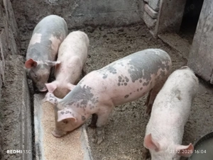 Vînd șoldani 35 40 kg la 500 de lei  buc - imagine 2