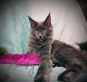 Pui Maine Coon Blue  Linie Gigant, Campioni, Pedigree FIFe   WCF