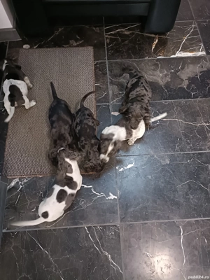 teckel mini arlechin merle tekel pititic 