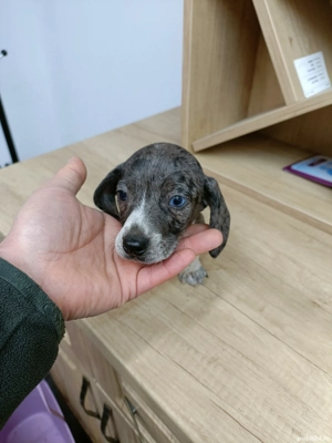 teckel mini arlechin merle tekel pititic  - imagine 4