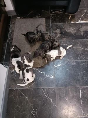 teckel mini arlechin merle tekel pititic  - imagine 3