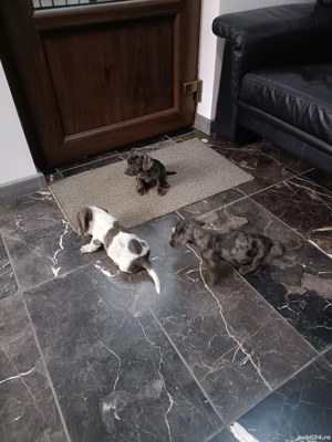 teckel mini arlechin merle tekel pititic  - imagine 2