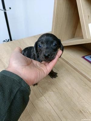 teckel mini arlechin merle tekel pititic  - imagine 5