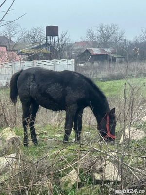 Vând mânz 5 luni - imagine 2