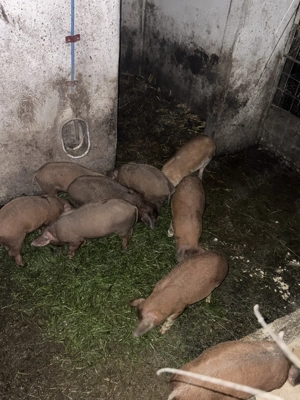 Purcei Duroc din 15 Octombrie! - imagine 4