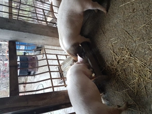 Șoldani de vânzare  - imagine 3