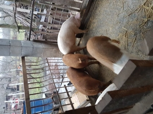 Șoldani de vânzare  - imagine 4