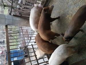 Șoldani de vânzare  - imagine 2