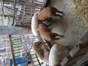 Șoldani de vânzare  - imagine 6