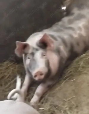 Porci de vânzare ,100-130 kg - imagine 3