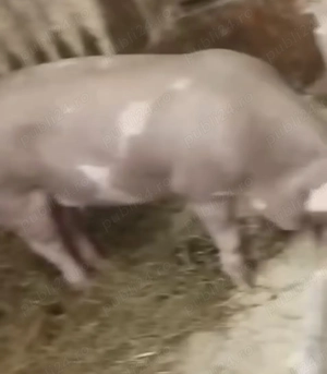 Porci de vânzare ,100-130 kg