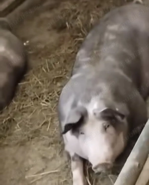 Porci de vânzare ,100-130 kg - imagine 5