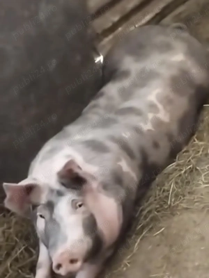 Porci de vânzare ,100-130 kg - imagine 2