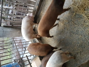 Șoldani de vânzare  - imagine 5