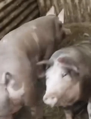 Porci de vânzare ,100-130 kg - imagine 4