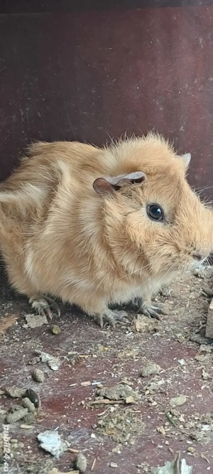 porcușori de guineea  - imagine 2