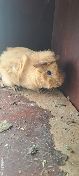 porcușori de guineea  - imagine 3