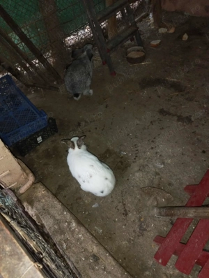 Vand pereche de iepuri maturi metisi