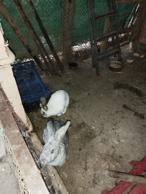 Vand pereche de iepuri maturi metisi - imagine 4