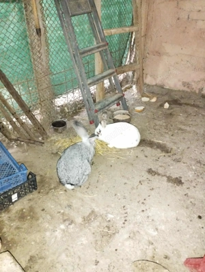 Vand pereche de iepuri maturi metisi - imagine 2