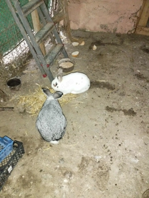 Vand pereche de iepuri maturi metisi - imagine 3