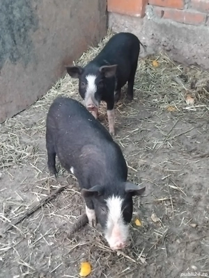 Porci fara colesterol - imagine 2