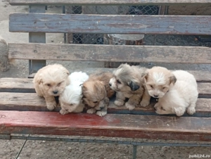 caini de vanzare - imagine 5