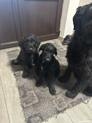 Donez pui de Schnauzer Urias - imagine 4