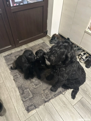 Donez pui de Schnauzer Urias - imagine 2