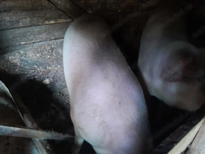 porci de casa tara de vanzare - imagine 5