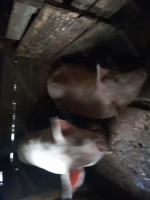 porci de casa tara de vanzare - imagine 2