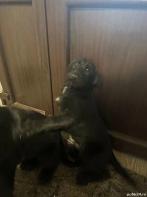 Donez pui de Schnauzer Urias