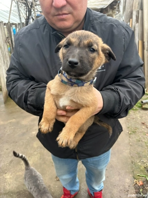 Vând Ciobănesc Belgian Malinois - imagine 3