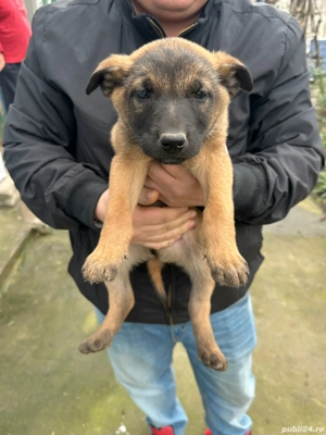 Vând Ciobănesc Belgian Malinois - imagine 2