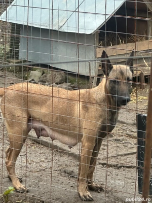 Vând Ciobănesc Belgian Malinois - imagine 4