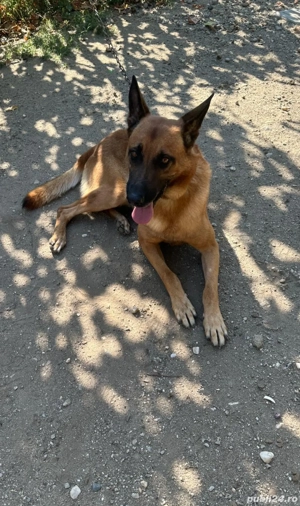 Vând Ciobănesc Belgian Malinois - imagine 5