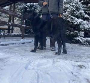 Caine din mama Kangal si tata Corb