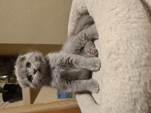 Pisici shorthair british scottish fold - imagine 5