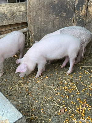 5 purcei de 2 luni - imagine 2