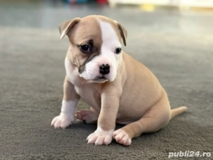Femela American Bully  - imagine 2