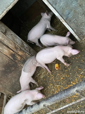 5 purcei de 2 luni - imagine 3