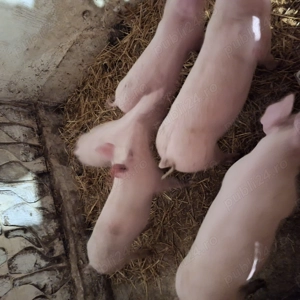 Vând purcei între 25 și 35 kg - imagine 2