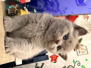 Pui British   Scottish   crescuți corect - imagine 3