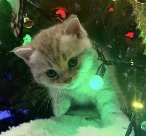 Pui British & Scottish premium   crescuți liber, fără cuști - imagine 2