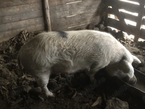 Vind porc de sacrificat 